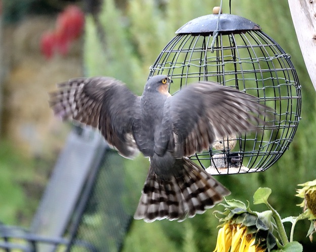 sparrowhawk catching